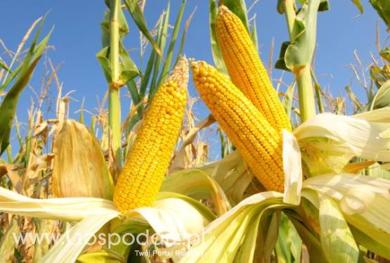 kupię kukurydzę, żyto, proso