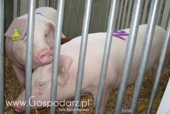 Informacja Wielkopolskiego Wojewódzkiego Lekarza Weterynarii w sprawie uwalniania obszarów od wirusa choroby Aujeszkyego