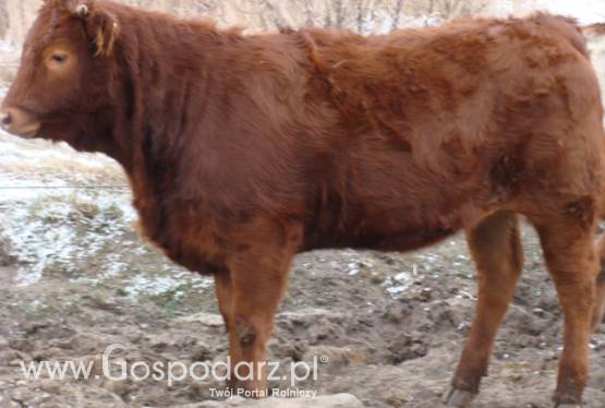 Sprzedam 5 sztuk odsadków Limousine