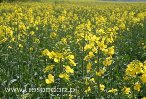 Ceny oleistych na giełdach światowych – 17.01.2012