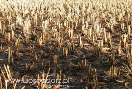 Chiny – Dotkliwe susze sieją spustoszenie