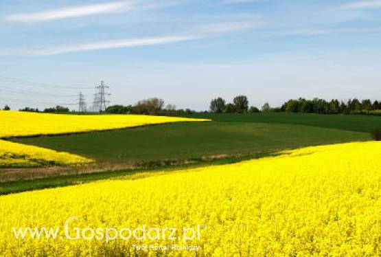 Ceny oleistych na giełdach światowych – 24.01.2012