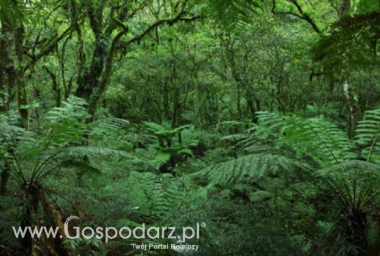 Zakończyło się przyjmowanie wniosków o pomoc na zalesianie