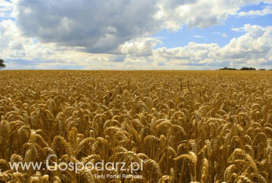 Atak rdzy brunatnej na południu