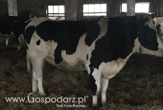 Jałówki mleczne hf, po matkach holenderkach 80% HF 20% Simental mleczny