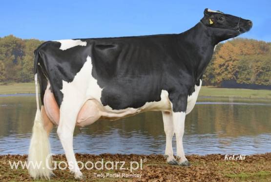 Krowy mleczne rasy H-F (jałówki cielne, pierwiastki) - Dania, Holandia, Niemcy