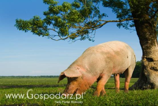 Komunikat Głównego Lekarza Weterynarii