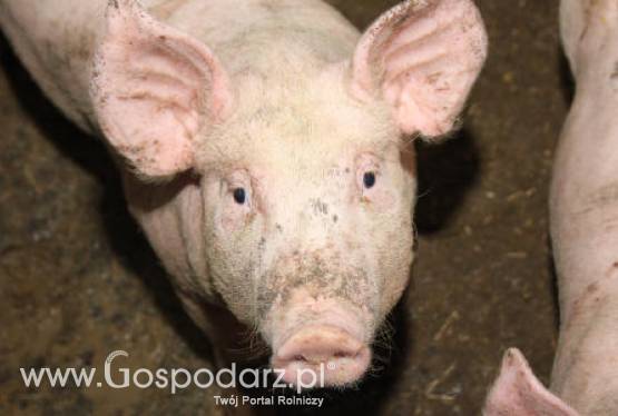 Ceny mięsa na krajowym rynku