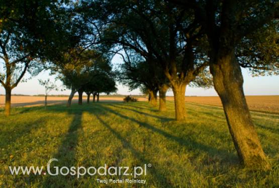 System Integrowalnej Produkcji w polskich sadach?