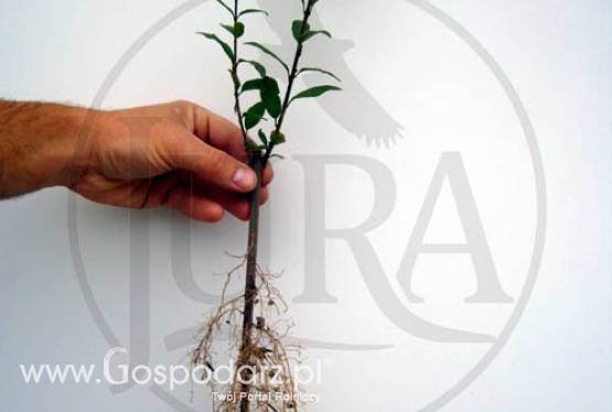 Ligustr pospolity na żywopłot