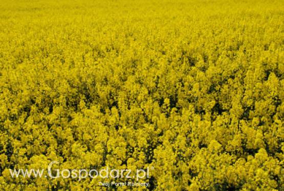 Ceny oleistych na światowych giełdach – 10.04.2012