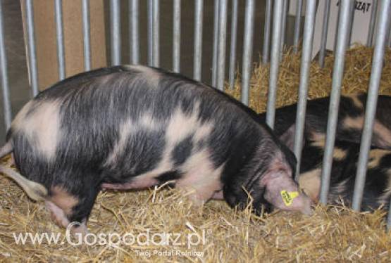 Rosja – Wzrost produkcji mięsa wieprzowego