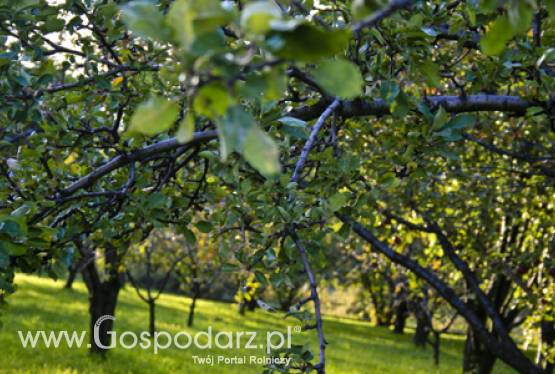Zapowiedź zmiany zasad szacowania szkód w sadach