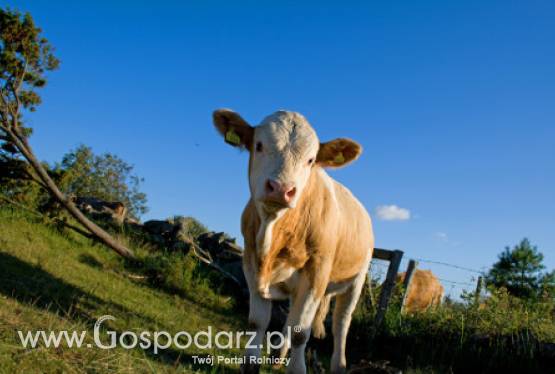 Bułgaria – Nowe źródło pryszczycy