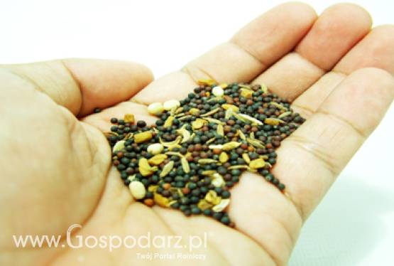 Kwalifikowany materiał siewny - potencjał jeszcze niewykorzystany