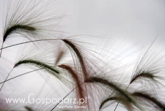 Wręczenie statuetek „Złoty Kłos”