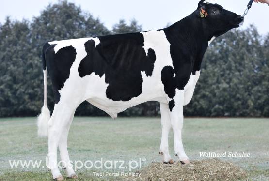 HF – odmiana czarno-biała wycena konwencjonalna: Malinus