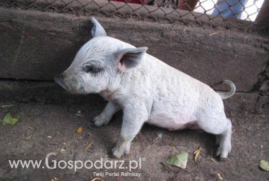 Zapraszamy do oglądania programu Kawa czy herbata