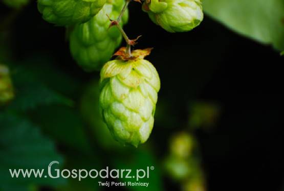 Spotkanie z branżą chmielarską