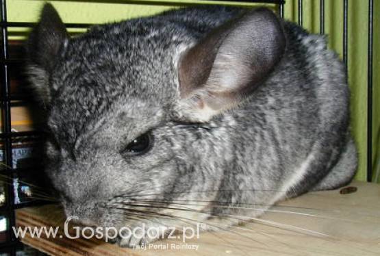 Chów szynszyli jest coraz bardziej popularny