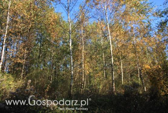 sprzedam las 3,65 ha Podkarpacie