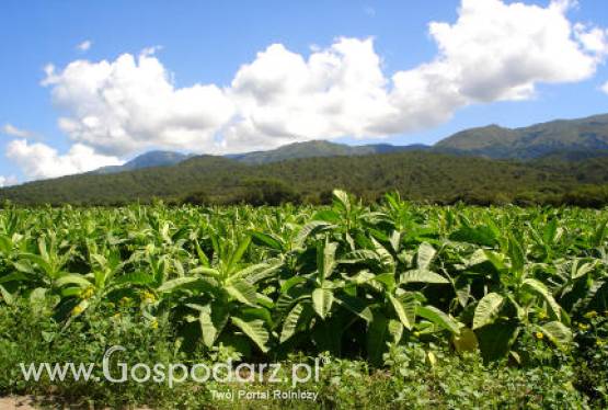 Spotkanie z przedstawicielami branży tytoniowej