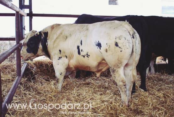 Skup żywca byki jałówki krowy i trzoda !