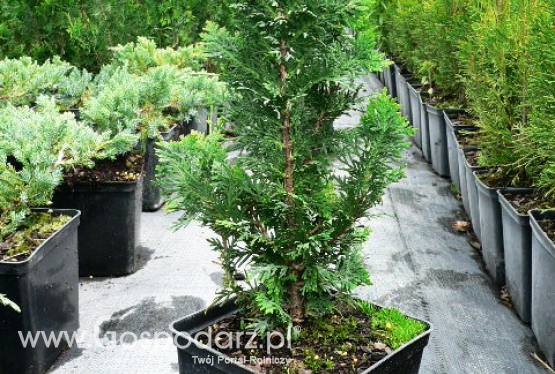 Thuja Occidentalis Spiralis - żywotnik zachodni Spiralis