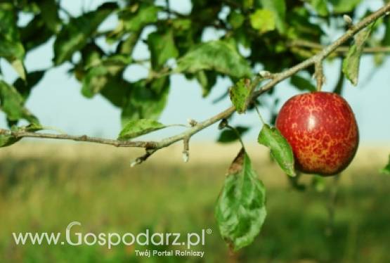 Sadownicy też liczą straty