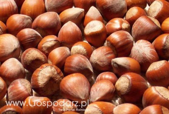 Turcja – Drastyczny wzrost cen orzechów laskowych