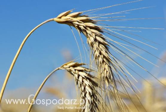 Światowe uprawy niszczeją przez globalne ocieplenie