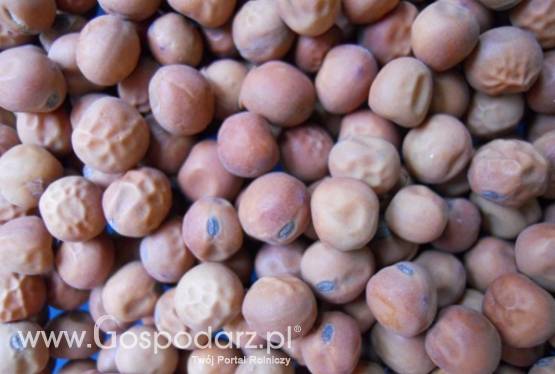 Materiał Kwalifikowany Groch Siewny ( PELUSZKA) C1