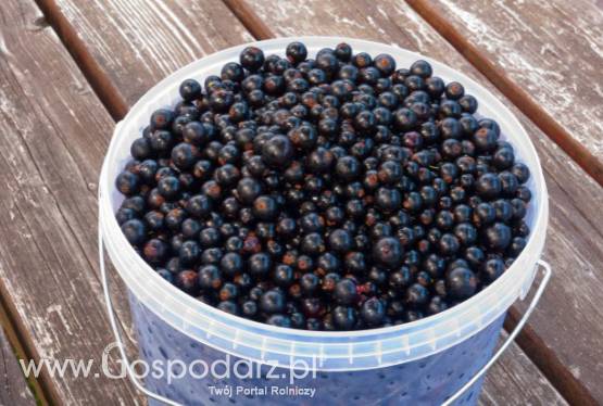 Owoce porzeczki czarnej. Porzeczka czarna.