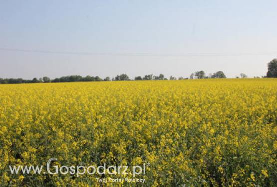Mniejszy obszar upraw rzepaku i rzepiku