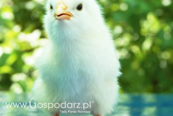 Czy 2011 rok będzie upływał pod znakiem końca dobrej passy w branży drobiarskiej?