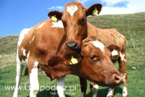 Zniesienie kwot mlecznych może stać się zagrożeniem dla Bawarii