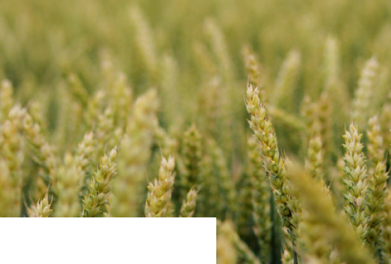 SOPHIE CS PSZENICA OZIMA