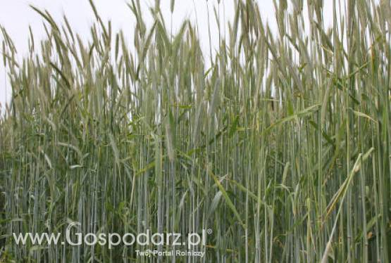 Ceny zbóż na giełdach światowych – 6.05.2012