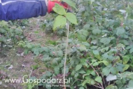 sadzonki malin