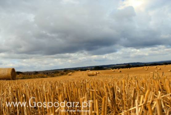 W poniedziałek 16 maja mija podstawowy termin składania wniosków o dopłaty bezpośrednie za 2011 rok. ARiMR wydłuża godziny pracy.
