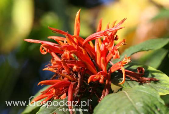 Sesja Naukowa Instytutu Ochrony Roślin