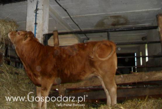 SPRZEDAM jałówkę odsadka rasy Limousine czystorasowa.