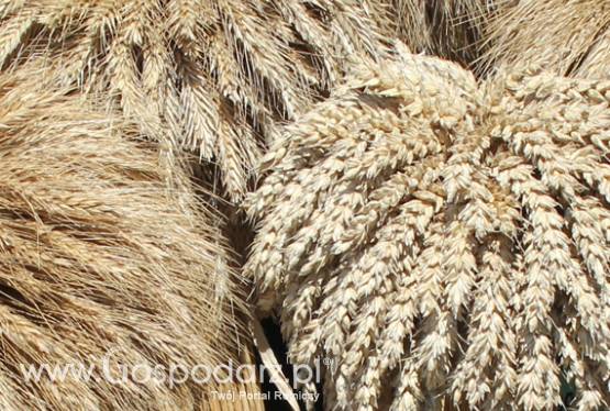 Ceny zbóż i oleistych na giełdach światowych–07.09.2011