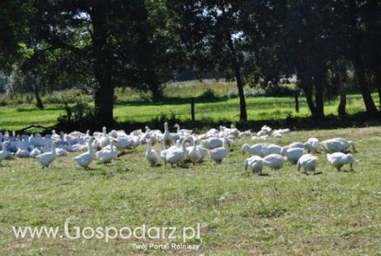 Szkolenie – PRZYZAGRODOWY CHÓW GĘSI