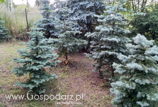 Drzewa i krzewy ozdobne z uprawy własnej