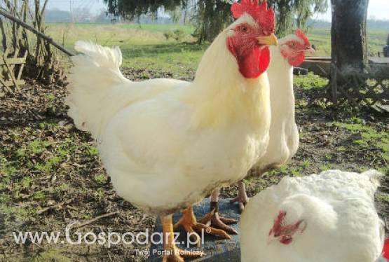 Laureaci konkursu Gospodarz w obiektywie Sony Ericsson