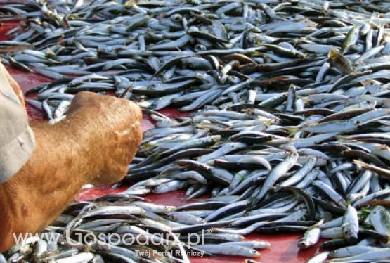 Na razie wszyscy chętni mogą liczyć na otrzymanie wsparcia. ARiMR podsumowuje nabór wniosków o przyznanie pomocy z PO RYBY 2007-2013 na inwestycje w rybołówstwie śródlądowym.