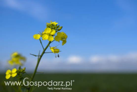 Pośrednia zmiana użytkowania gruntów w związku z biopaliwami to jedynie teoria - twierdzą amerykańscy naukowcy