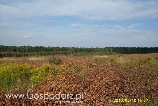 Ziemia rolna, siedlisko, farma fotowoltaiczna 20200 m2