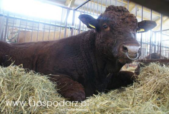 „Tradycja, jakość i europejski smak” – kampania promująca wieprzowinę i wołowinę z Unii Europejskiej na targach Korea Food Week 2011